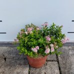 Tavoľník japonský (Spiraea Japonica) ´LITTLE PRINCESS´ - výška 15-25 cm, kont. C2L
